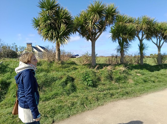 Howth, Palmen im Hintergrund, blauer Himmel